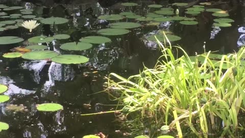 The lotus fragrance fills the pond