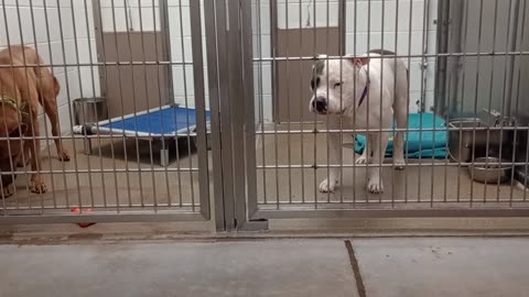 Gucci-right 4y A878418 kennel 205 harrys haven PACC shelter past wanted 2 chew my head off202581576