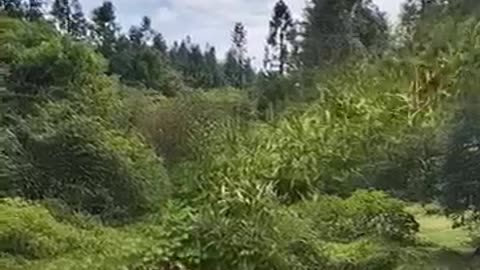 Leopard suddenly attacks wild animals at close range