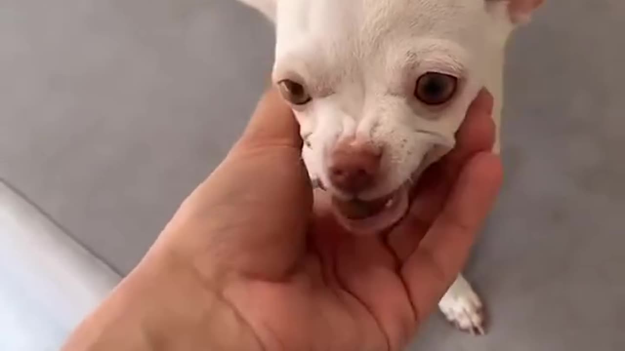 Chihuahua vs Biscuit Magic Trick – Hilarious Reaction! 😂🐶✨