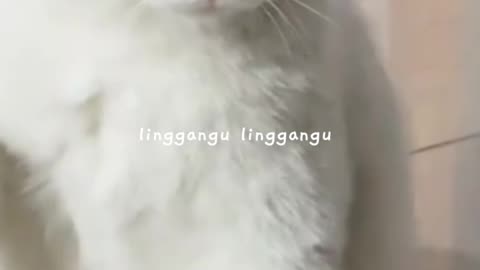 Funny #Cats #CatShorts #CuteCats #CatVideos - Around The World
