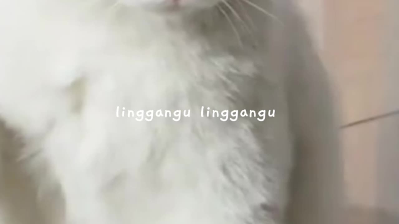 Funny #Cats #CatShorts #CuteCats #CatVideos - Around The World