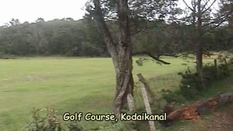 Kodaikanal Golf Course: Amidst the Clouds | One of India's Oldest & Highest Courses