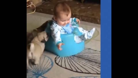 “Non-Stop Giggles: funny animals 😻🐕