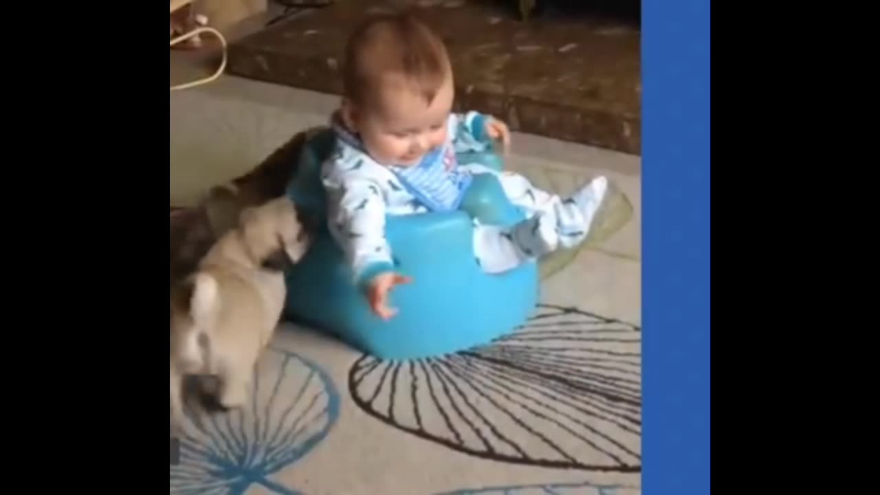 βNon-Stop Giggles: funny animals π»π