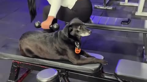 Gym Dogs Provide Workout Motivation