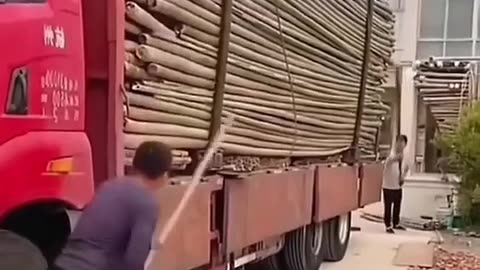 Releasing slenderness: bamboo emerges from the truck like sighs from the earth