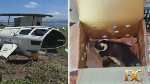 South Africa helicopter crash blamed on penguin in cardboard box that hit pilot’s controls