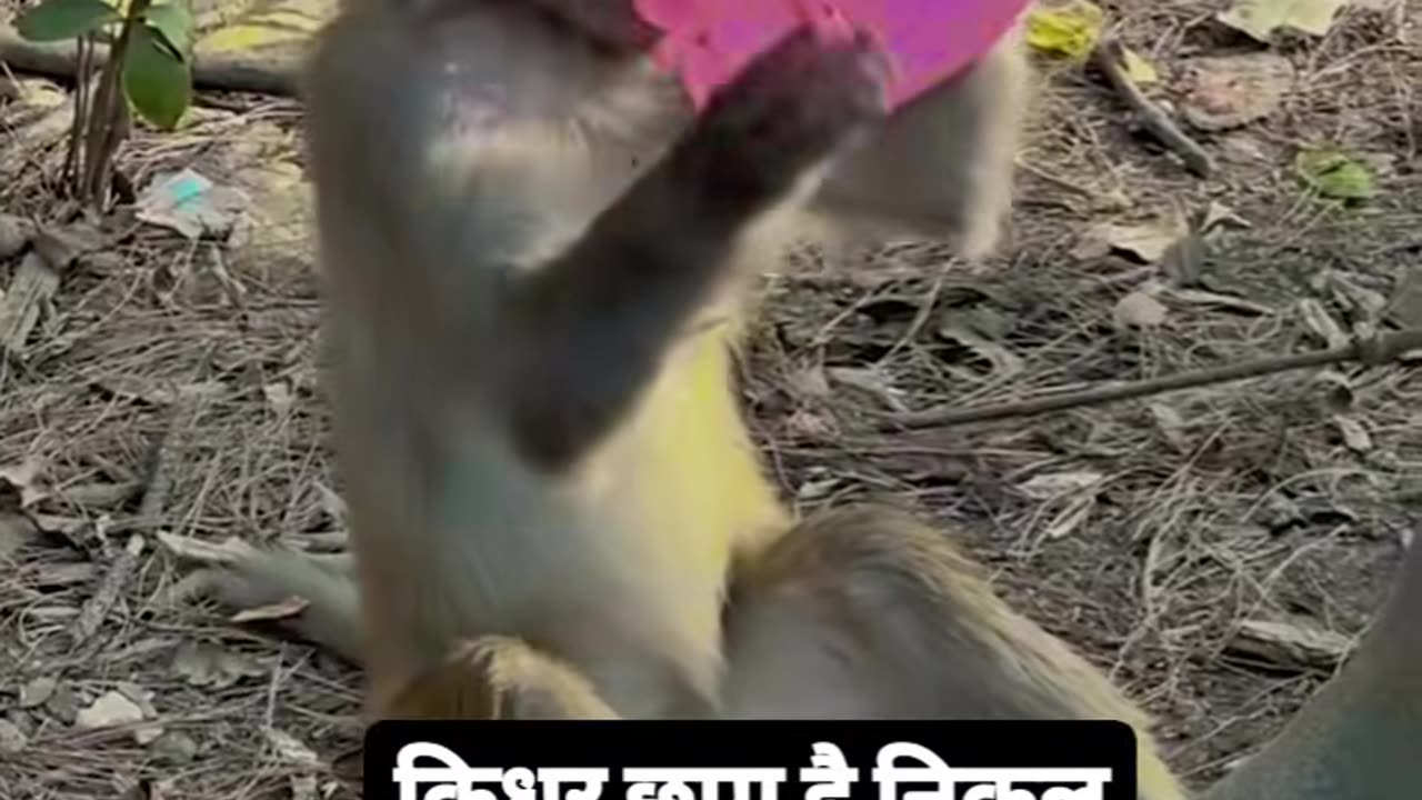 Funny shorts viral video