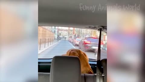 Funniest Animal Moments