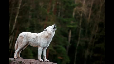 Lord Winter - Wolf
