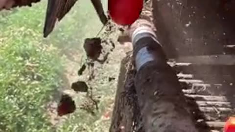 Electronic sensor sorting tomatoes and leaving the debris.