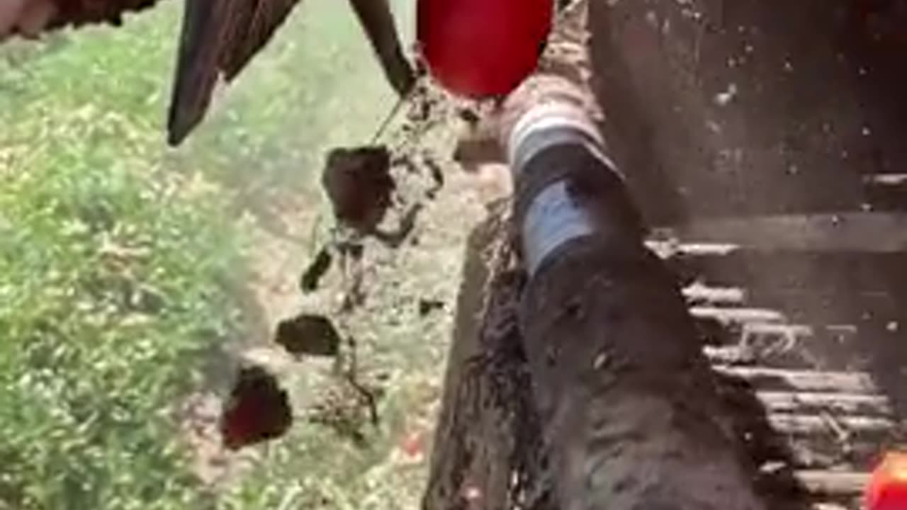 Electronic sensor sorting tomatoes and leaving the debris.