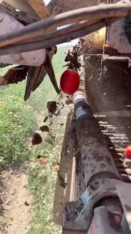 Electronic sensor sorting tomatoes and leaving the debris.