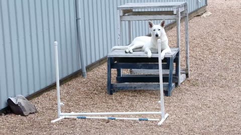 White German Shepherd Aurora: Calm, Cool and Alert