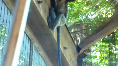 Adorable monkey looks so cozy, camera gets overloaded with cuteness!