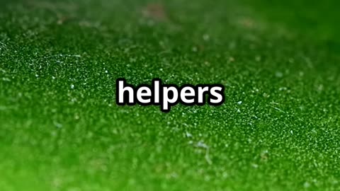 🐞🔍 The Secret Life of Ladybugs – Smarter Than You Think! 🌿🧠
