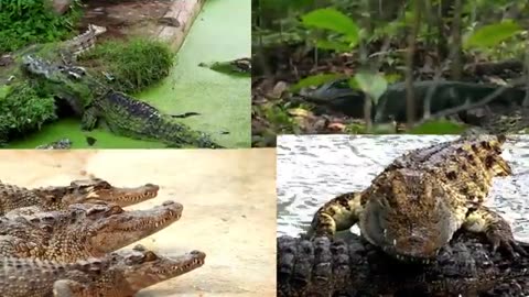 animals دنیای animals that