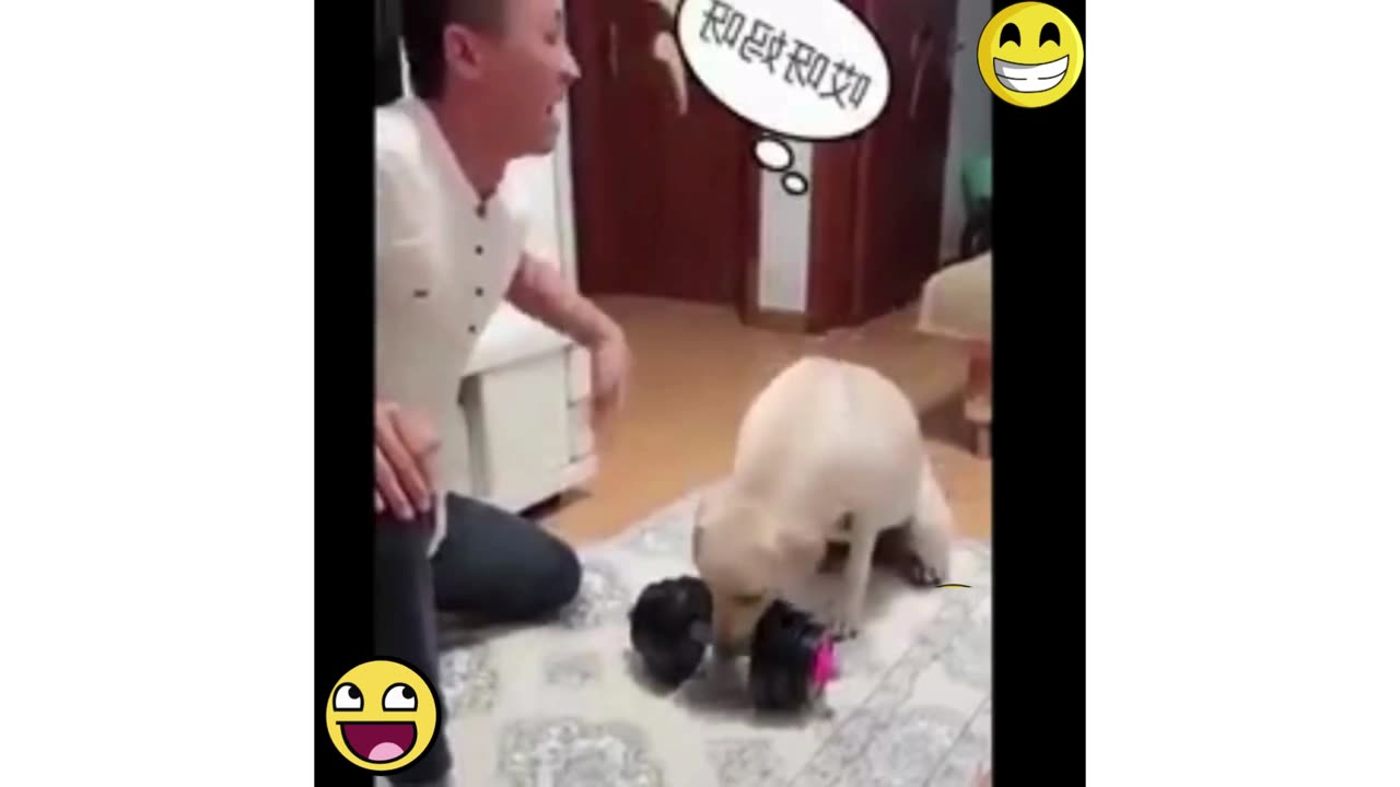 Hilarious & Cute Animal Moments 😹🐶 | Try Not to Laugh Compilation 2025