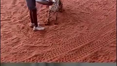 Shocking: Cheetah Interacting With Human - By jangwasafaris
