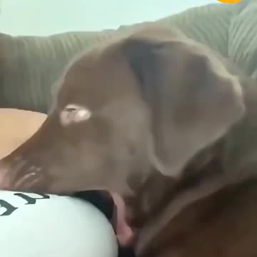 Dogs React to the Funniest Animal Moments 😂🐶