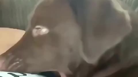 Dogs React to the Funniest Animal Moments 😂🐶