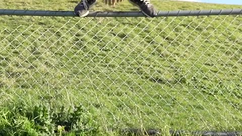How Animals Get Over a Fence (With Emojis) 😂