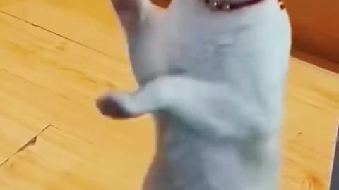 Cat dance supar