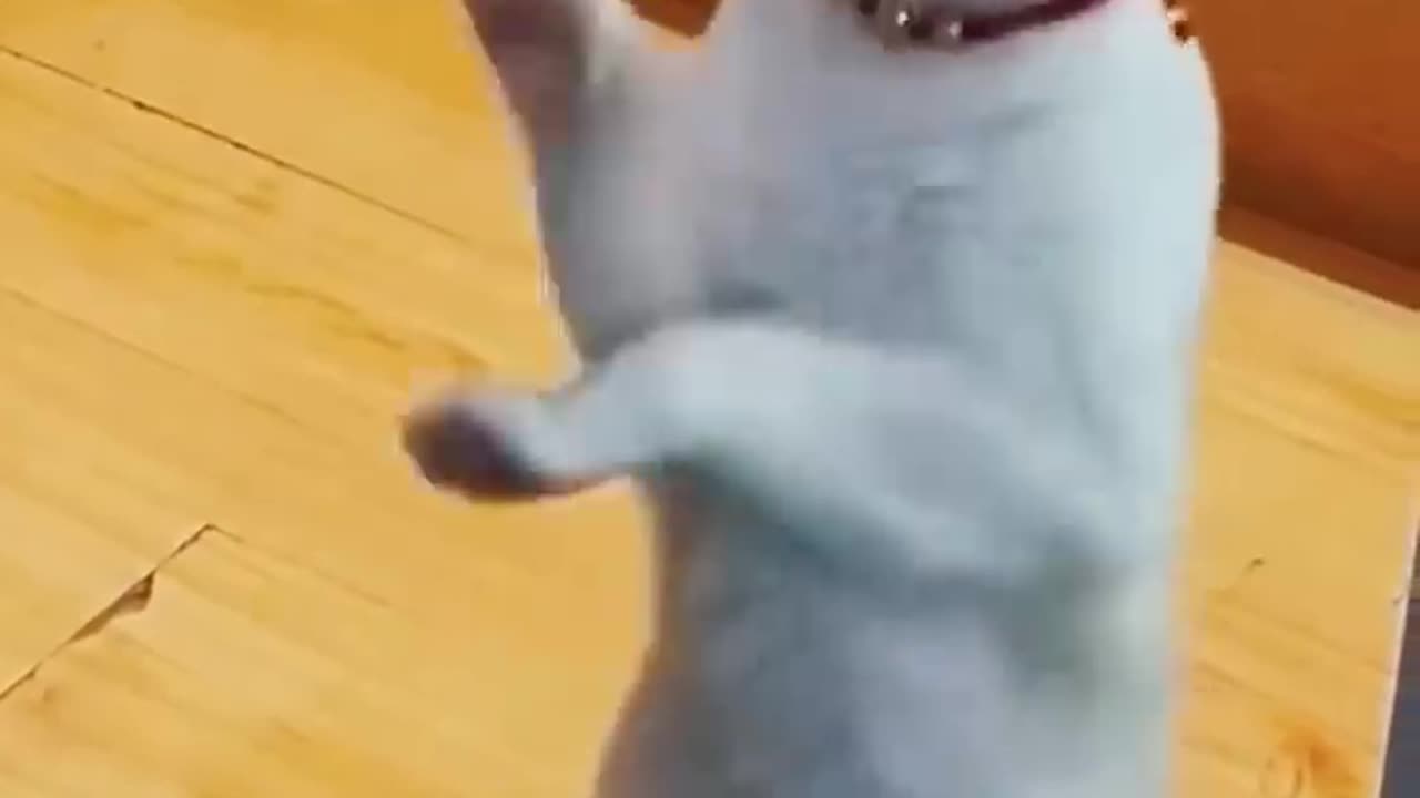 Cat dance supar