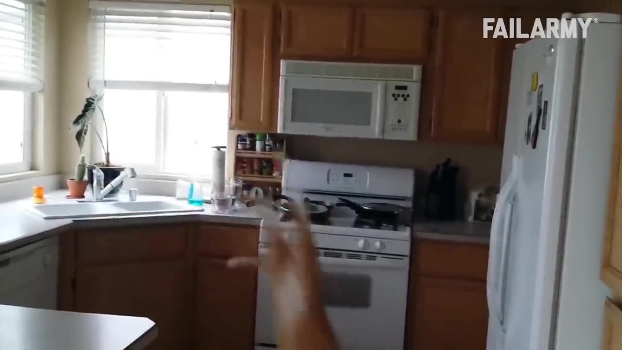 Funny Catπππ