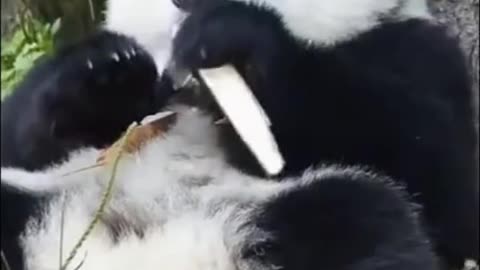 When Pandas Forget How to Panda: A Hilarious Compilation!