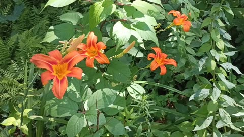 Tiger Lilies