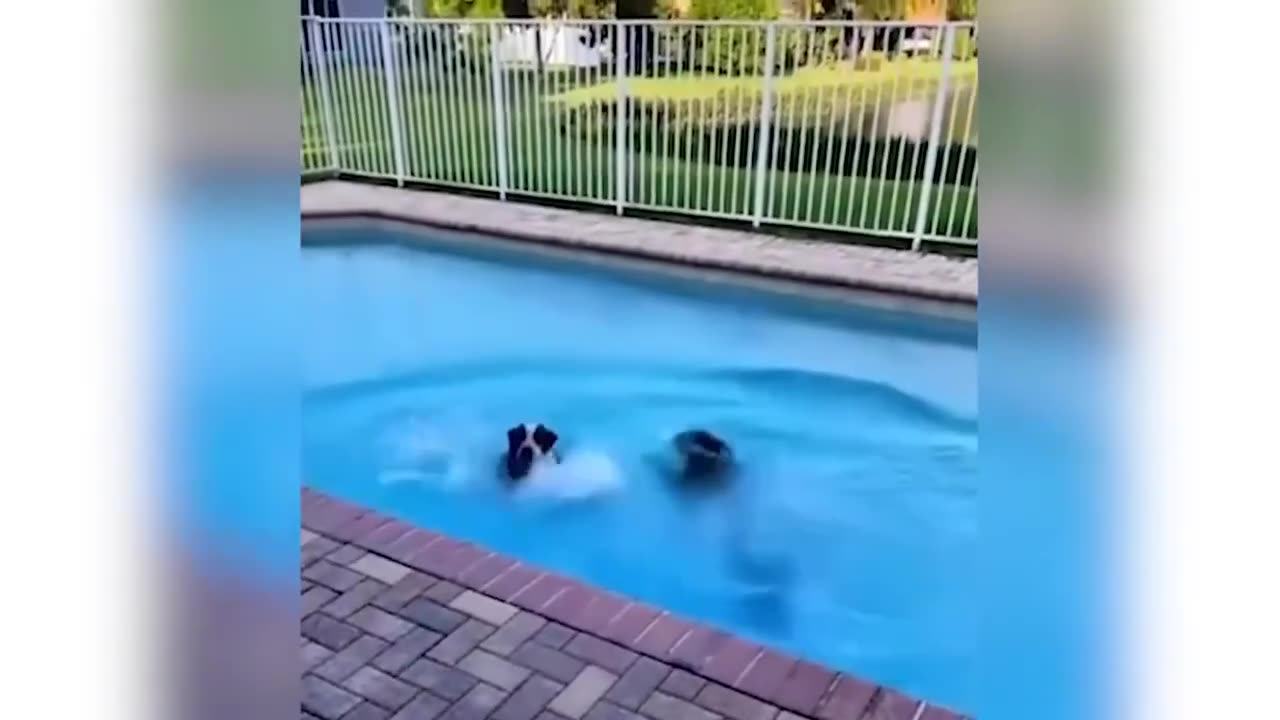 Funny animals