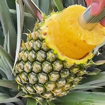 enjoy tasty fruits and beautiful nature 😋🍎🍒🍓🥝#shorts #nature #fruit