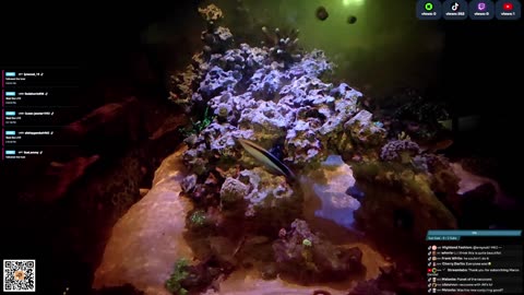 24/7 Real Live Reef Stream