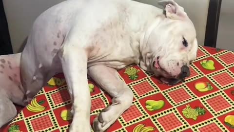 When Your Dog's Had a Long Day