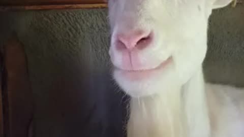 雨の日の山羊小屋にいる山羊さん