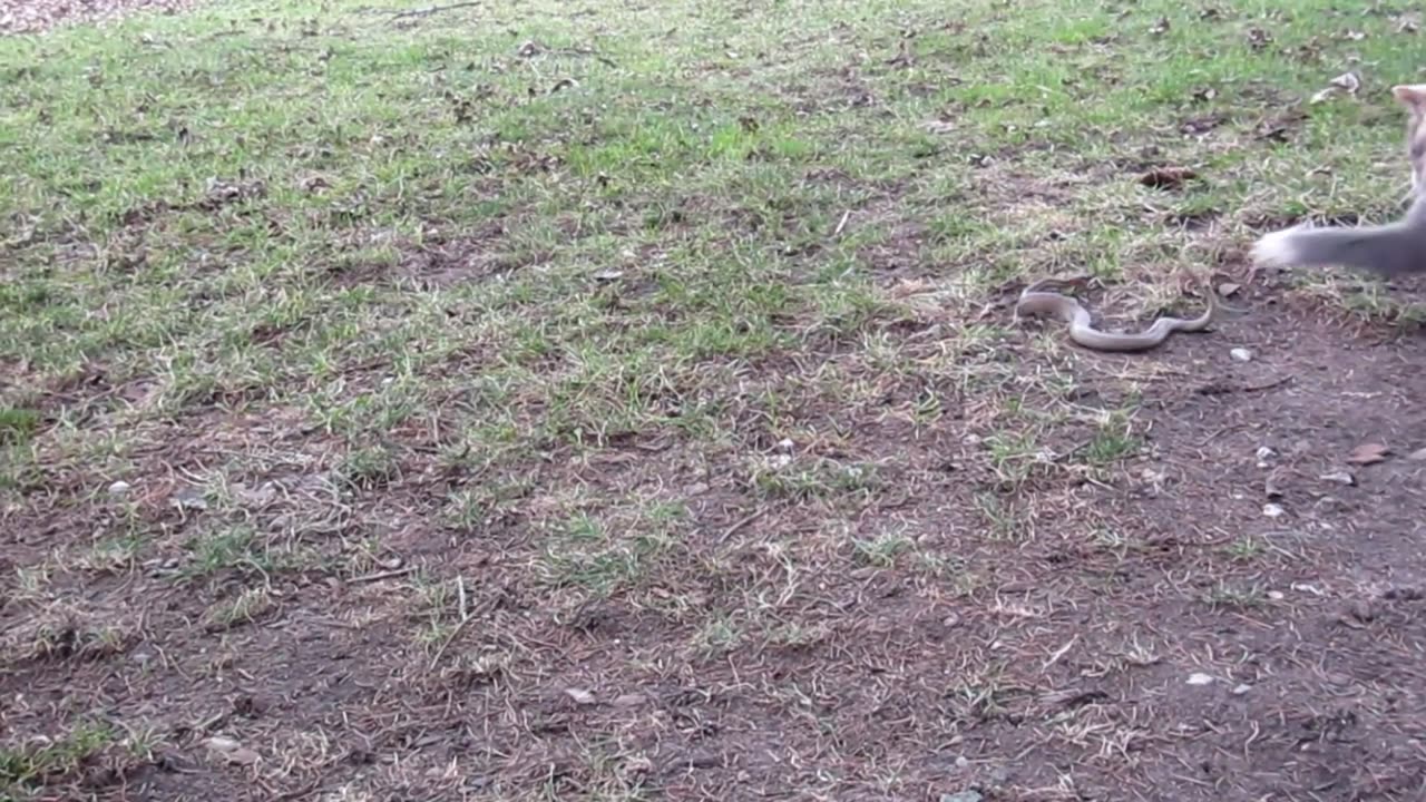 Snake vs Kitty