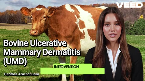 Bovine Ulcerative Mammary Dermatitis(UMD): An Urgent Concern for Dairy Farmers