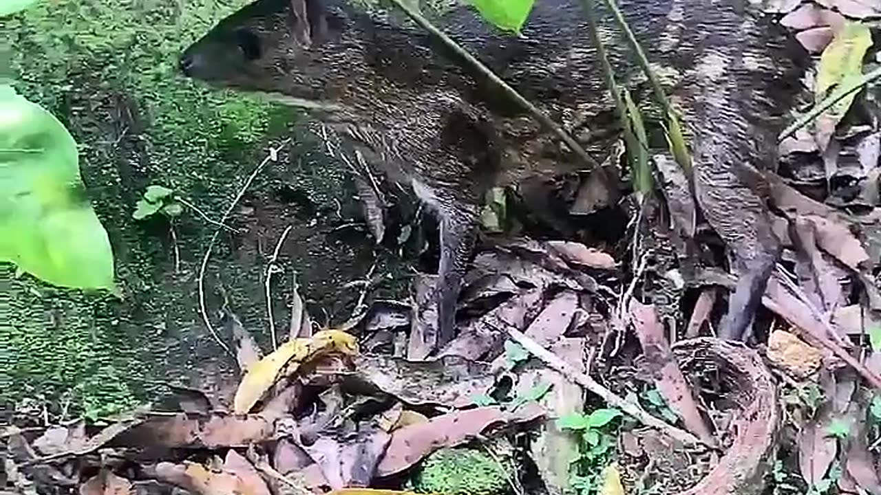 Sri Lankan spotted chevrotain