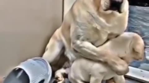 This Dog is So Funny