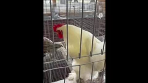 Chicken 🐔