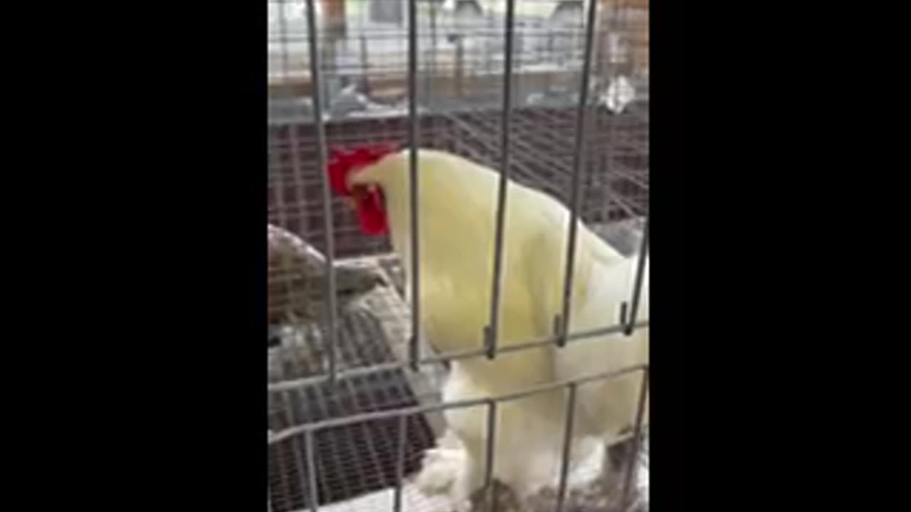 Chicken 🐔