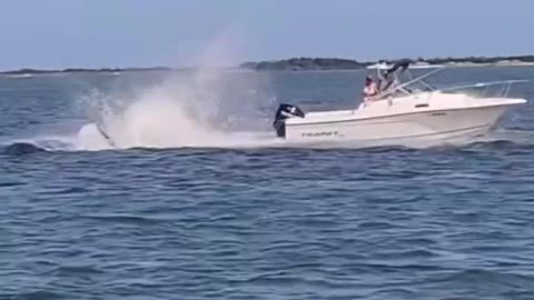Insane Footage Shows a Whale Nearly Capsizing a Boat in New Jersey