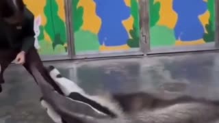 😂🐜 Anteater's Unexpected Playtime! | FunFM