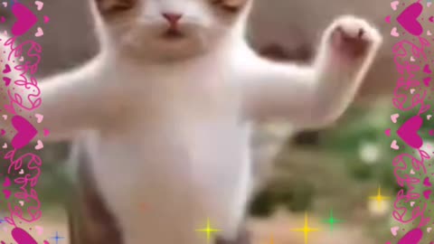 Funny cat dancing