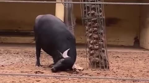 The bull helped the poor turtle.