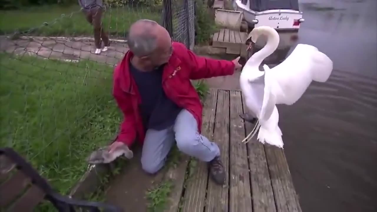 Man saves a baby swan while its mom is being a mama.
