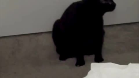 Precious Piper Suggests Supplies Belong in the Closet -Adopting a Cat from a Shelter Vlog #shorts
