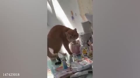 funny animal video